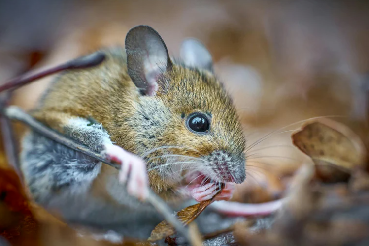Crottes de mulot : comment les reconnaitre ?