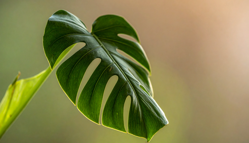 Monstera feuille tombante