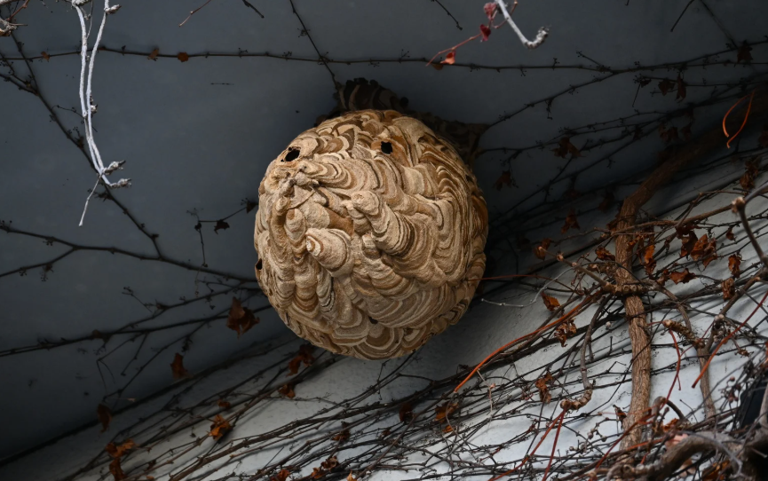 Comment identifier et éliminer un nid de bourdon en toute sécurité