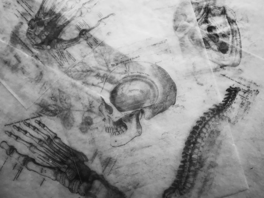 Croquis anatomiques au crayon d'un crâne, d'une colonne vertébrale et d'os de la main