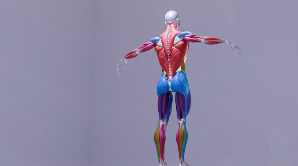 Représentation en trois dimensions des muscles du dos et des jambes du corps humain