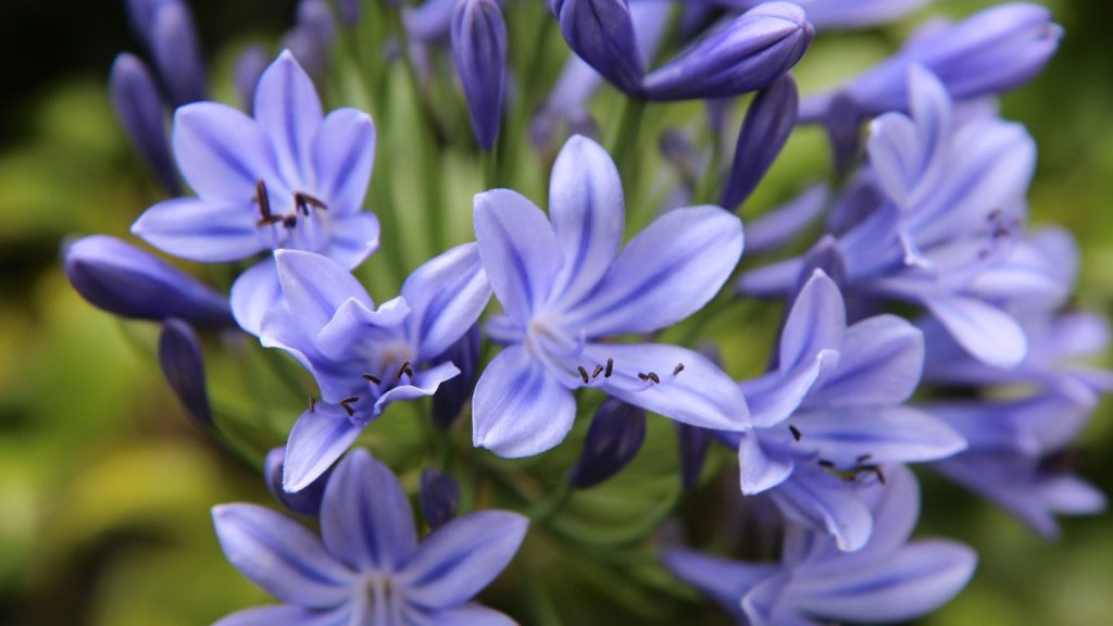 Quelles fleurs privilégier pour un jardin artistique en été ?