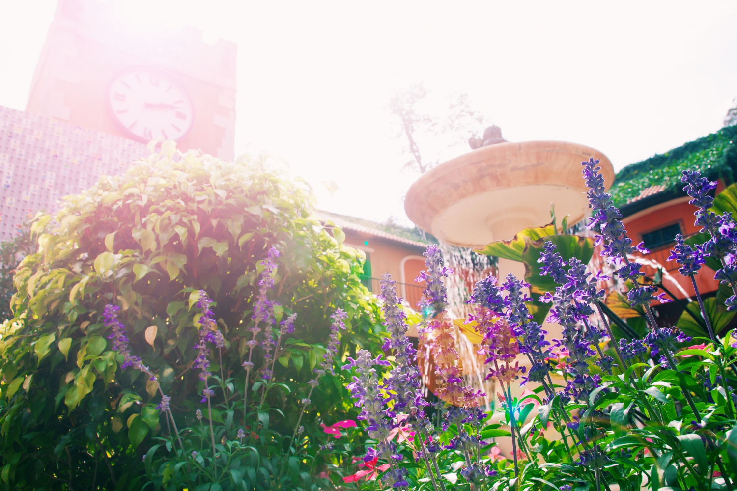Une belle fleur et une fontaine dans le jardin ensoleillé